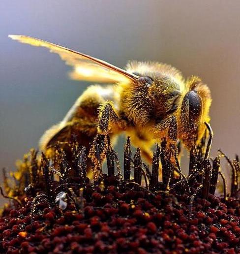 Bee my Future. Nel 2023, le api hanno nuovi alleati per proteggere