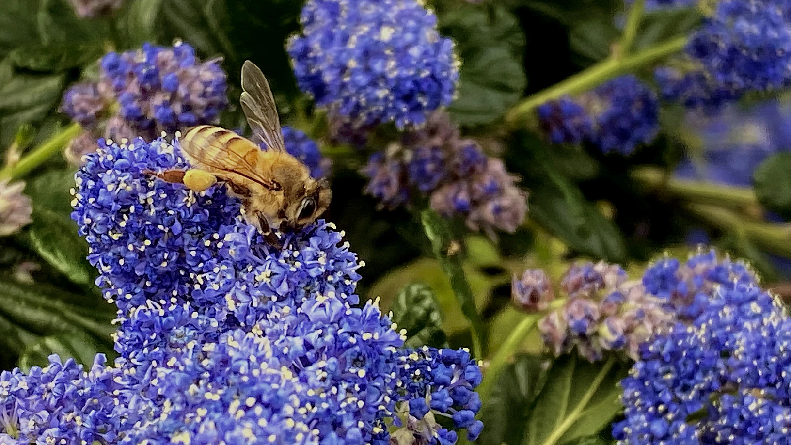 BEE DAY 2024: La Giornata Mondiale Delle Api è Qui! - Aiutiamo Il Mondo ...